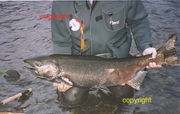 A huge Chinook, Trask River
