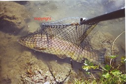 Bruce Creek four pounder Clay bank 2001